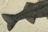 Stunning Green River Fossil Fish Mural Large Mioplosus #224591-5
